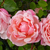 Różowy  - Róże historyczne - róże pnące ramblery - Albertine